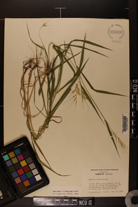 Elymus hystrix image