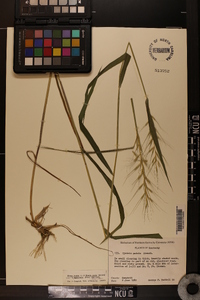 Elymus hystrix image