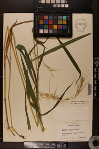 Elymus hystrix image