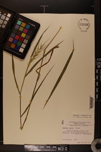 Elymus hystrix image