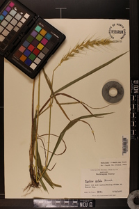 Elymus hystrix image