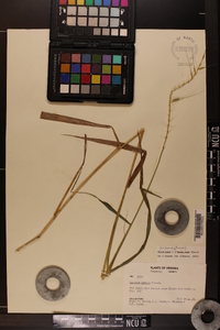 Elymus hystrix image