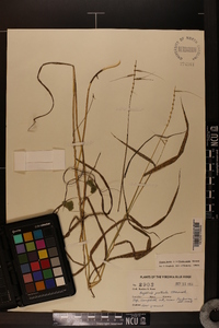 Elymus hystrix image