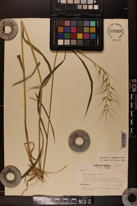 Elymus hystrix image