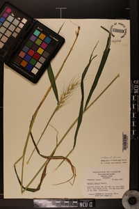 Elymus hystrix image