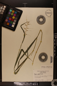 Elymus hystrix image