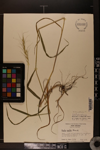 Elymus hystrix image