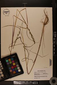 Echinochloa colona image