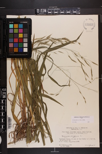 Bromus pubescens image