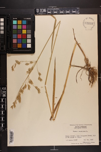 Bromus secalinus image