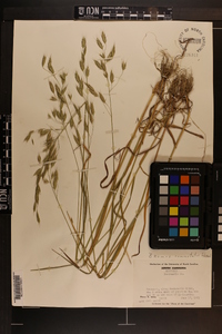 Bromus commutatus image