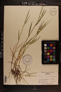 Bromus commutatus image