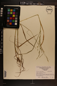 Bromus commutatus image