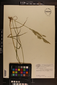 Bromus commutatus image