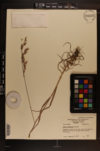 Bromus commutatus image