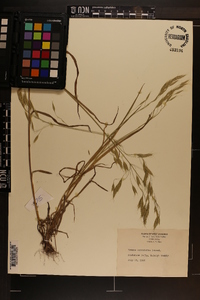 Bromus commutatus image