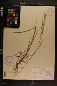 Bromus commutatus image