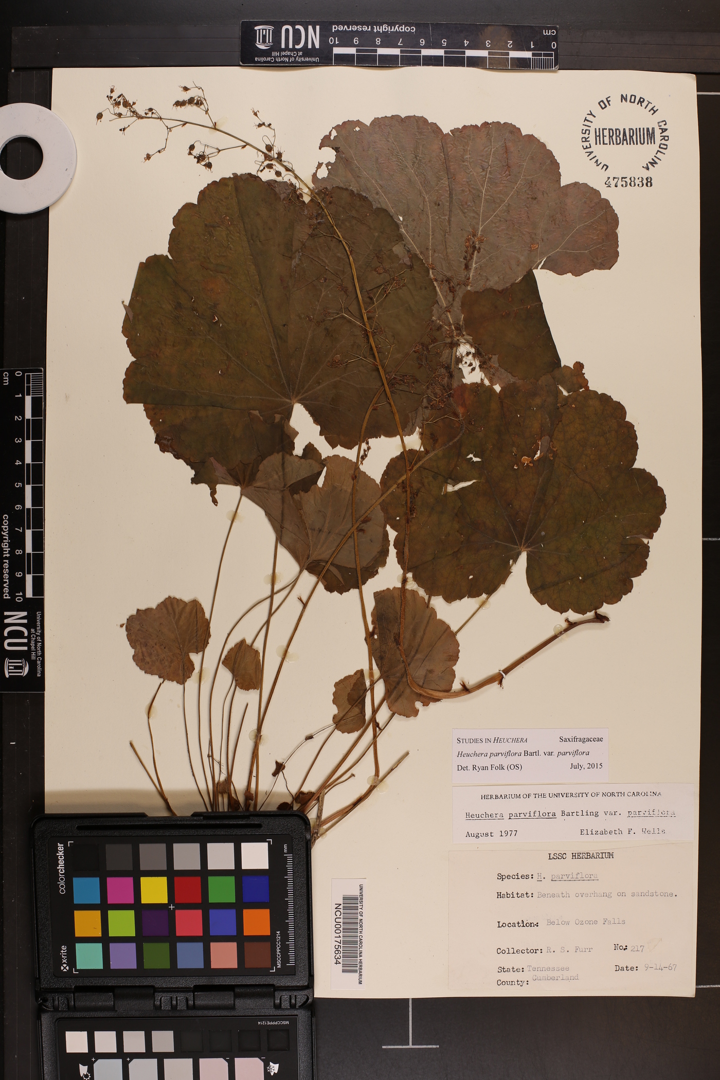 Heuchera parviflora image