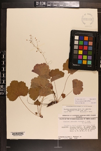 Heuchera puberula image