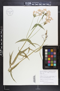 Phlox glaberrima image