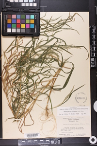 Muhlenbergia frondosa image