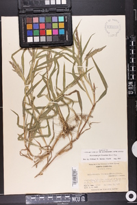 Muhlenbergia frondosa image