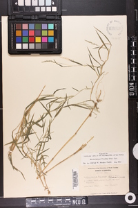 Muhlenbergia frondosa image