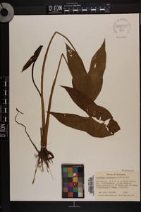 Sagittaria brevirostra image