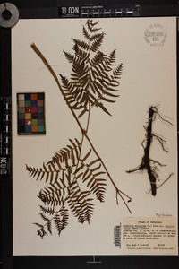 Pteridium aquilinum var. latiusculum image