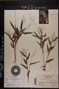 Dichanthelium commutatum subsp. ashei image