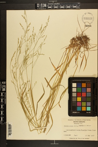 Festuca obtusa image