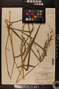 Leersia oryzoides var. oryzoides image