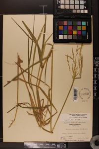 Leersia oryzoides var. oryzoides image