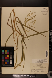 Leersia oryzoides var. oryzoides image