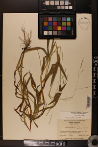 Leersia virginica image