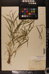 Leersia virginica image