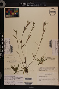 Dichanthelium ensifolium image