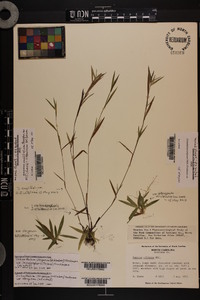 Dichanthelium strigosum image