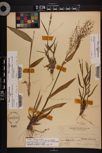 Dichanthelium polyanthes image