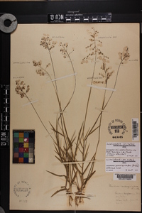 Dichanthelium aciculare var. ramosum image