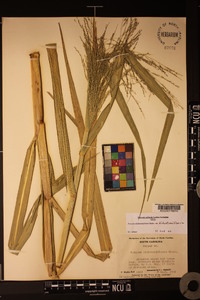 Panicum dichotomiflorum var. dichotomiflorum image