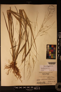 Panicum dichotomiflorum var. dichotomiflorum image