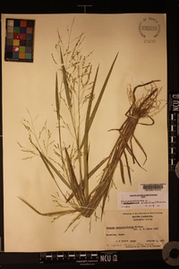 Panicum dichotomiflorum var. dichotomiflorum image