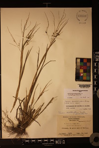 Panicum dichotomiflorum var. dichotomiflorum image