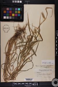 Elymus virginicus var. virginicus image