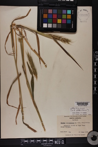 Elymus virginicus var. virginicus image