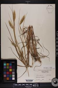 Elymus virginicus var. virginicus image