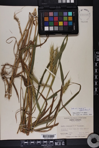 Elymus virginicus var. virginicus image