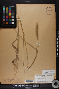 Elymus glabriflorus image