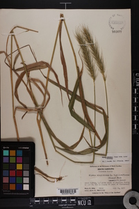 Elymus glabriflorus image